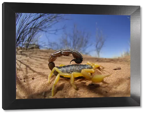 Desert scorpion {Parabuthus villosus} Namib desert, Namibia