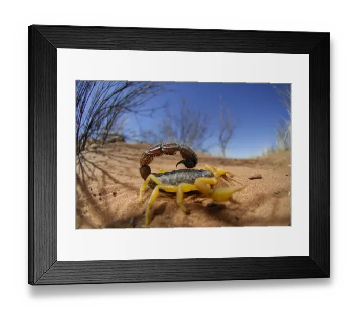 Framed Print : Desert scorpion {Parabuthus villosus} Namib desert, Namibia Framed Print : Desert scorpion {Parabuthus villosus} Namib desert, Namibia