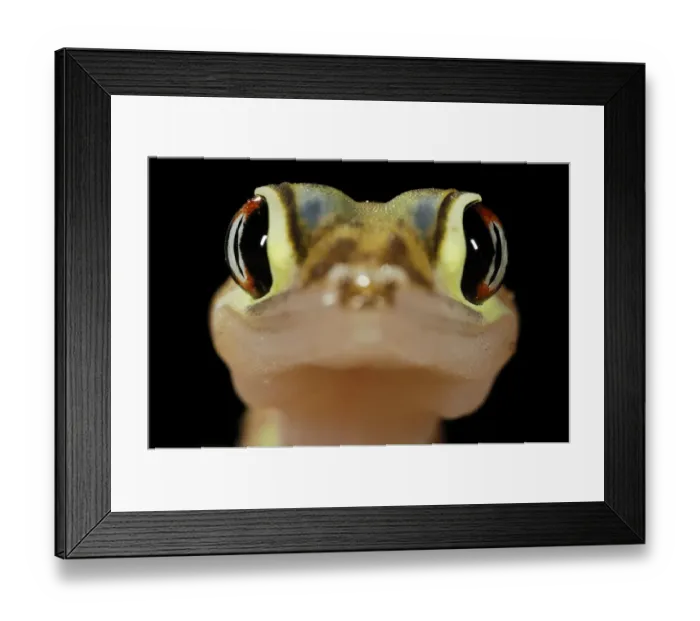Framed Print : Web-footed gecko (Palmatogecko rangei) on sand dune in the Namib Desert, Namibia