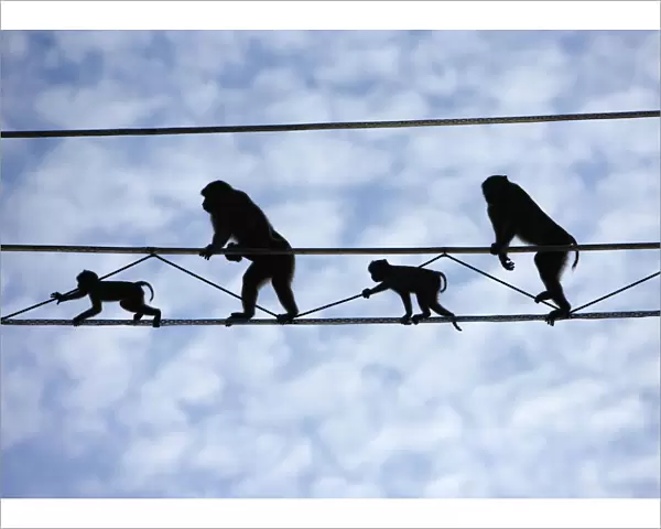 Pigtail Macaques (Macaca nemestrina) crossing purpose-built primate wires'