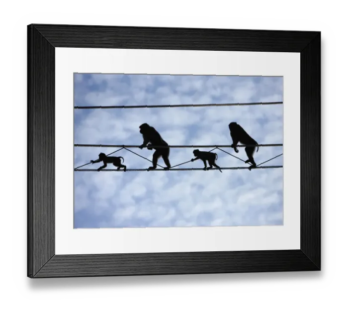 Framed Print : Pigtail Macaques (Macaca nemestrina) crossing purpose-built primate wires Framed Print : Pigtail Macaques (Macaca nemestrina) crossing purpose-built primate wires
