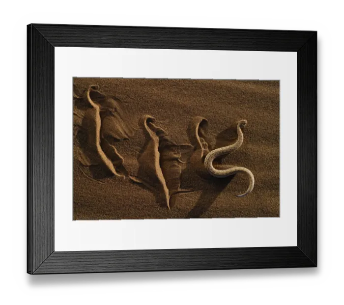 Framed Print : Dwarf puff adder / Peringueys Sidewinding Adder (Bitis peringueyi) moving over Framed Print : Dwarf puff adder / Peringueys Sidewinding Adder (Bitis peringueyi) moving over