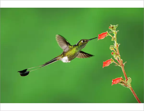 Booted Racket-tail hummingbird (Ocreatus underwoodii) male flying, feeding from flower