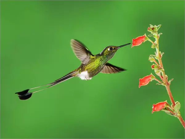 Booted Racket-tail hummingbird (Ocreatus underwoodii) male flying, feeding from flower