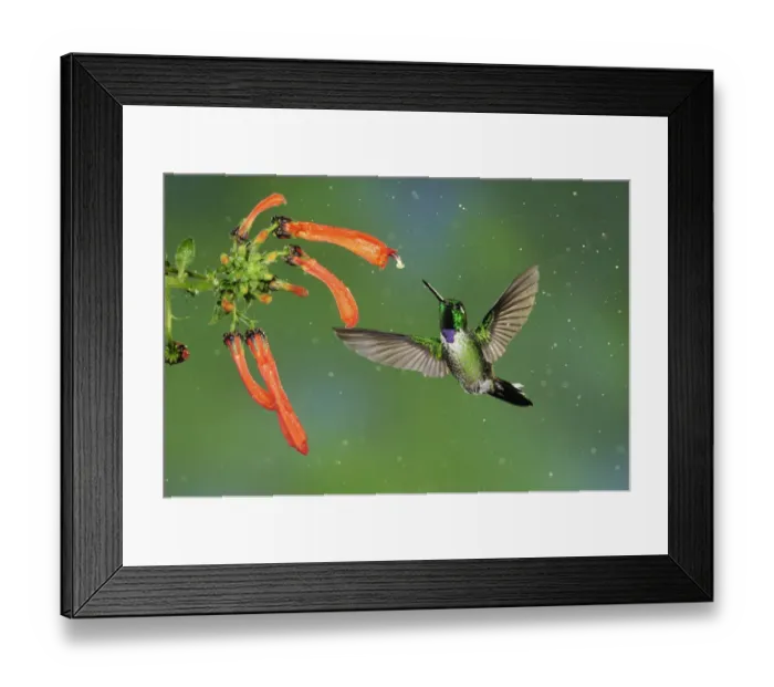 Framed Print : Purple-bibbed Whitetip (Urosticte benjamini) male feeding from flower, Mindo, Ecuador Framed Print : Purple-bibbed Whitetip (Urosticte benjamini) male feeding from flower, Mindo, Ecuador