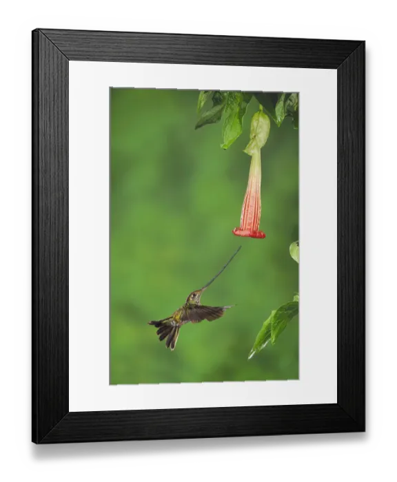 Framed Print : Sword-billed Hummingbird (Ensifera ensifera) female feeding from Datura flower, Papallacta Framed Print : Sword-billed Hummingbird (Ensifera ensifera) female feeding from Datura flower, Papallacta