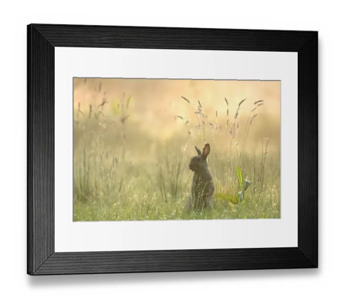 Framed Print : Rabbit (Oryctolagus cuniculus) sitting in grassland, Brasschaat, Belgium Framed Print : Rabbit (Oryctolagus cuniculus) sitting in grassland, Brasschaat, Belgium