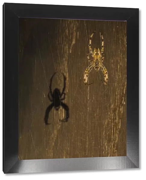 Garden spider (Araneus diadematus) hanging on web with shadow behind, Belgium