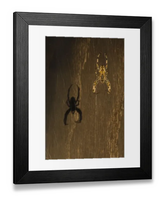 Framed Print : Garden spider (Araneus diadematus) hanging on web with shadow behind, Belgium Framed Print : Garden spider (Araneus diadematus) hanging on web with shadow behind, Belgium