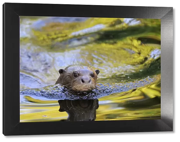 Giant otter (Pteronura brasiliensis) swimming, captive, from Pantanal, Brazil, IUCN