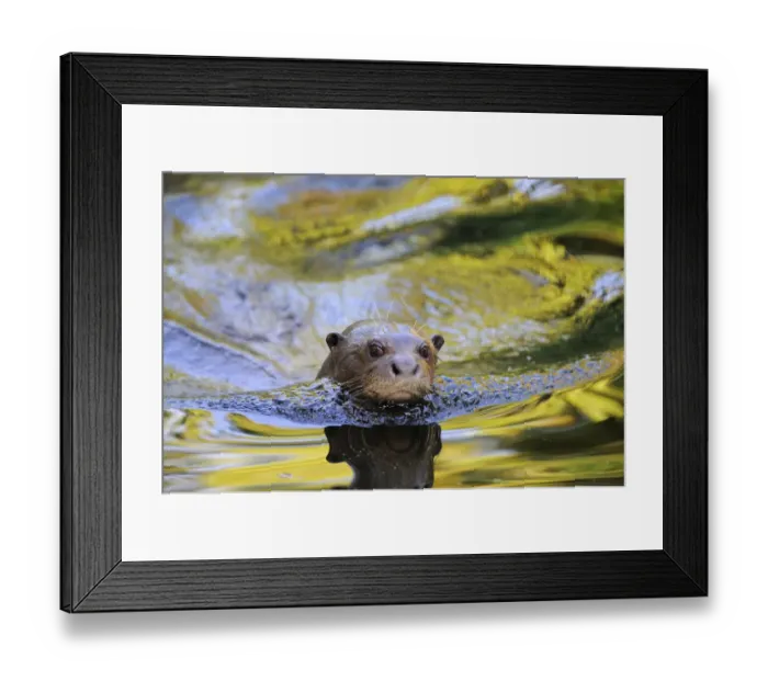 Framed Print : Giant otter (Pteronura brasiliensis) swimming, captive, from Pantanal, Brazil, IUCN Framed Print : Giant otter (Pteronura brasiliensis) swimming, captive, from Pantanal, Brazil, IUCN
