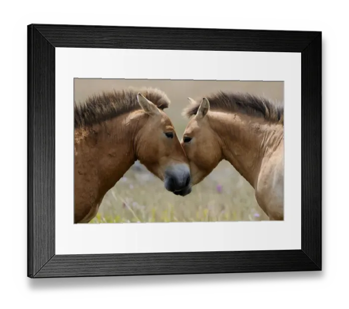 Framed Print : Two semi wild Przewalski horses interacting, greeting (Equus ferus przewalskii), Parc du Villaret Framed Print : Two semi wild Przewalski horses interacting, greeting (Equus ferus przewalskii), Parc du Villaret