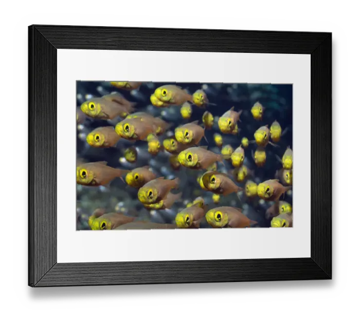 Framed Print : Shoal of pygmy sweepers (Parapriacanthus ransonetti), Andaman Sea, Thailand