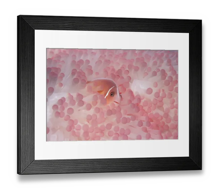 Framed Print : Pink anemonefish (Amphiprion perideraion) in host anemone. Papua New Guinea Framed Print : Pink anemonefish (Amphiprion perideraion) in host anemone. Papua New Guinea
