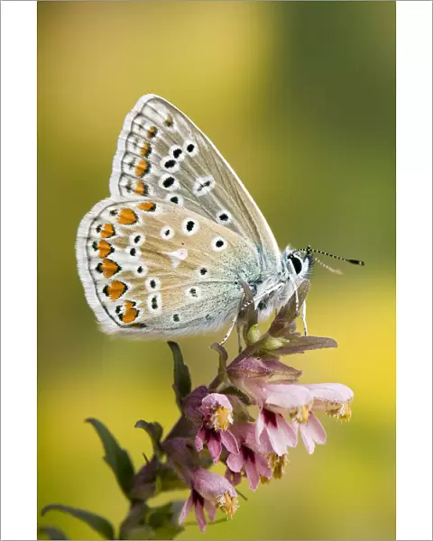 Common Blue (Polyommatus icarus) Male at rest wings closed, on flower, Captive