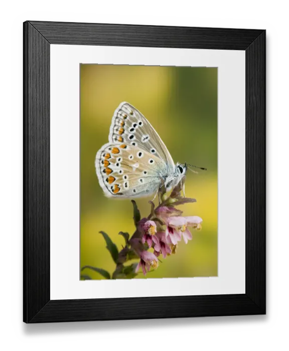 Framed Print : Common Blue (Polyommatus icarus) Male at rest wings closed, on flower, Captive