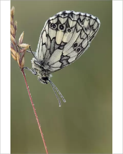 Marbled White butterfly (Melanargia galathea) covered in dew at dawn, Hertfordshire