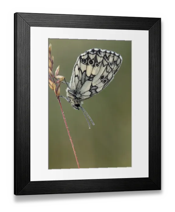Framed Print : Marbled White butterfly (Melanargia galathea) covered in dew at dawn, Hertfordshire Framed Print : Marbled White butterfly (Melanargia galathea) covered in dew at dawn, Hertfordshire
