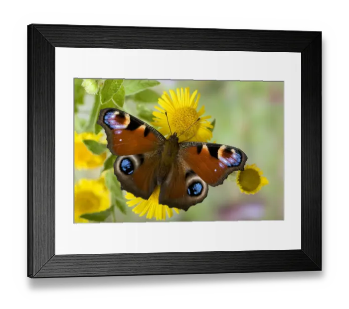Framed Print : Peacock butterfly (Inachis io) on Fleabane flowers, Hertfordshire, England, UK Framed Print : Peacock butterfly (Inachis io) on Fleabane flowers, Hertfordshire, England, UK