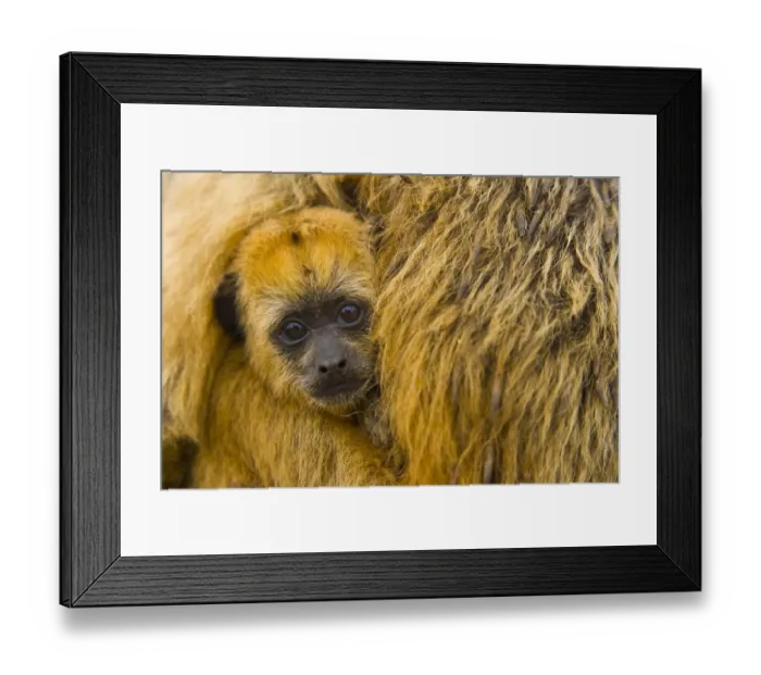 Framed Print : Black howler monkey (Alouatta caraya) baby being carried by mother, Pantanal NP, Mato Grosso Framed Print : Black howler monkey (Alouatta caraya) baby being carried by mother, Pantanal NP, Mato Grosso