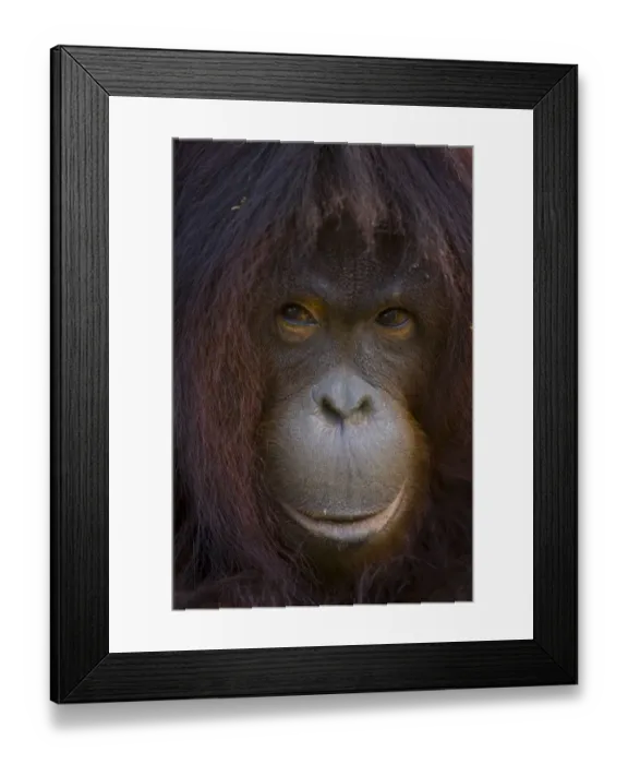 Framed Print : Orangutan {Pong pygmaeus} portrait, Sungai Kinabatangan, Sabah, Borneo, Malaysia Framed Print : Orangutan {Pong pygmaeus} portrait, Sungai Kinabatangan, Sabah, Borneo, Malaysia