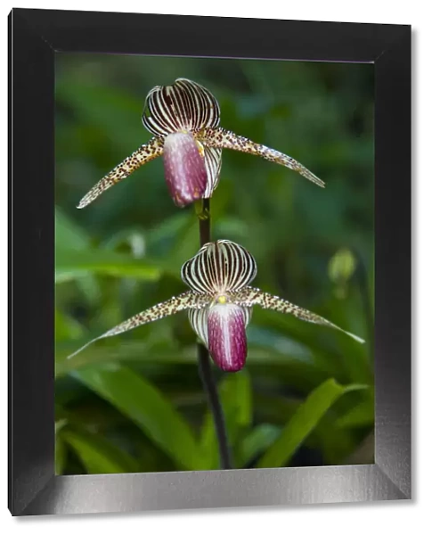 Orchid flower, Mount Kinabalu NP, Sabah, Borneo, Malaysia