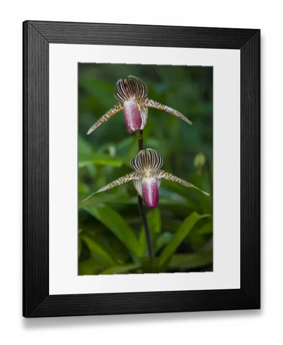 Framed Print : Orchid flower, Mount Kinabalu NP, Sabah, Borneo, Malaysia Framed Print : Orchid flower, Mount Kinabalu NP, Sabah, Borneo, Malaysia