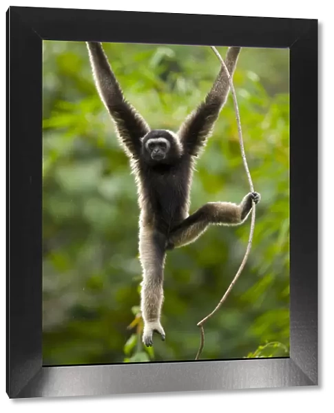 Grey gibbon (Hylobates muelleri) swinging from branch in rainforest and using foot