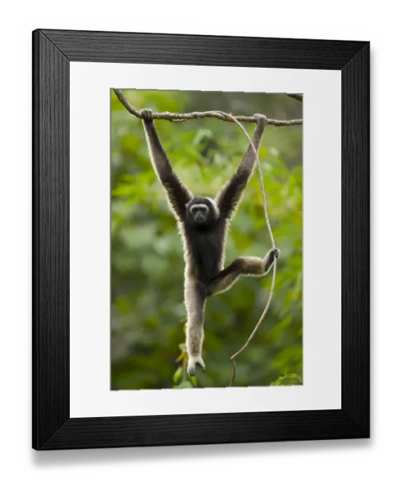 Framed Print : Grey gibbon (Hylobates muelleri) swinging from branch in rainforest and using foot Framed Print : Grey gibbon (Hylobates muelleri) swinging from branch in rainforest and using foot