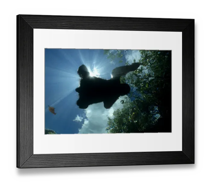 Framed Print : Looking up at Three toed / Pale throated sloth {Bradypus tridactylus} swimming across Framed Print : Looking up at Three toed / Pale throated sloth {Bradypus tridactylus} swimming across