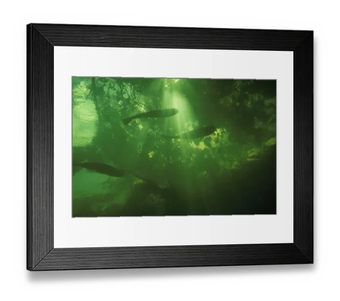 Framed Print : Matrincha (Brycon sp. ) in flooded forest, waiting on surface for insects. Rio Tabajos Framed Print : Matrincha (Brycon sp. ) in flooded forest, waiting on surface for insects. Rio Tabajos