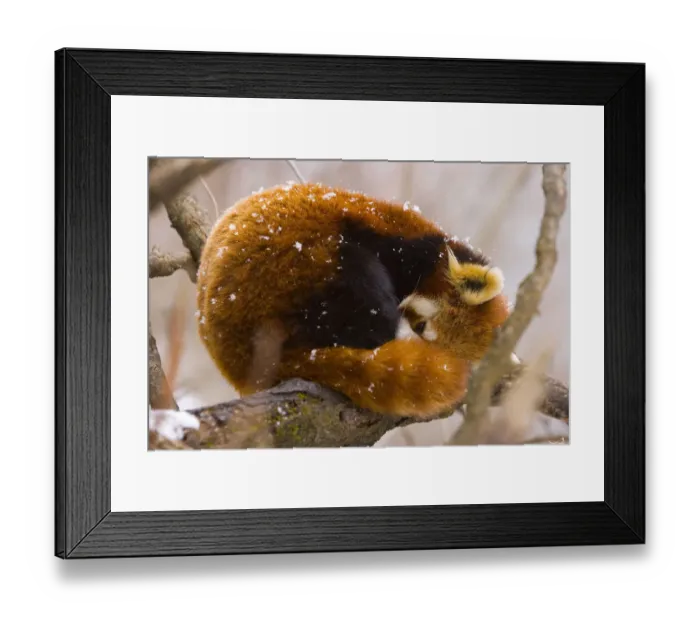 Framed Print : Red panda {Ailurus fulgens} resting on branch in snow, China, captive Framed Print : Red panda {Ailurus fulgens} resting on branch in snow, China, captive