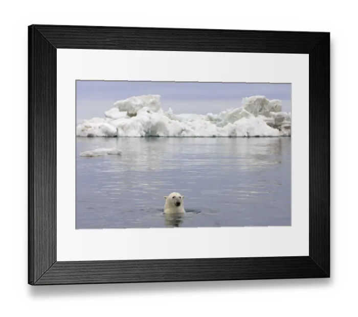 Framed Print : Polar bear (Ursus maritimus) swimming in the water in front of an iceberg, Beaufort Sea Framed Print : Polar bear (Ursus maritimus) swimming in the water in front of an iceberg, Beaufort Sea