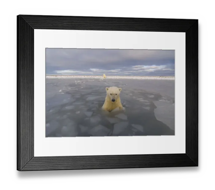 Framed Print : Polar bear (Ursus maritimus) curious cub in newly forming pack ice checks out Framed Print : Polar bear (Ursus maritimus) curious cub in newly forming pack ice checks out