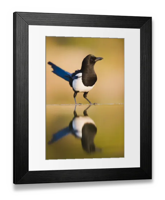 Framed Print : Magpie {Pica pica} coming to drink at a pool, Alicante, Spain Framed Print : Magpie {Pica pica} coming to drink at a pool, Alicante, Spain