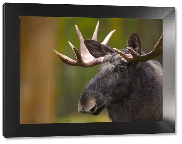 Moose (Alces alces) in Taiga woodland, Laponia  /  Lappland, Finland