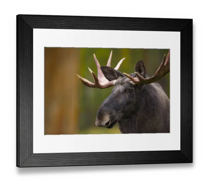 Framed Print : Moose (Alces alces) in Taiga woodland, Laponia / Lappland, Finland Framed Print : Moose (Alces alces) in Taiga woodland, Laponia / Lappland, Finland