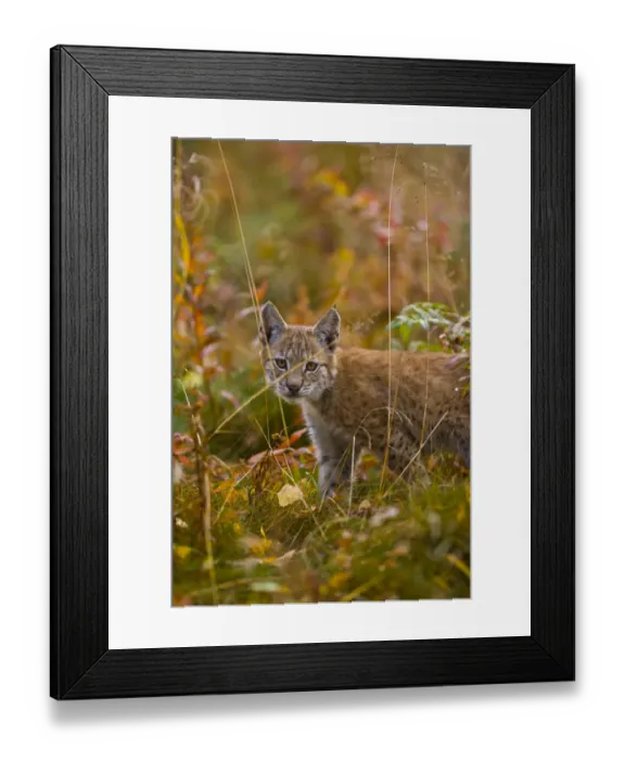 Framed Print : Young European lynx {Lynx lynx} Laponia  /  Lappland, Finland Captive