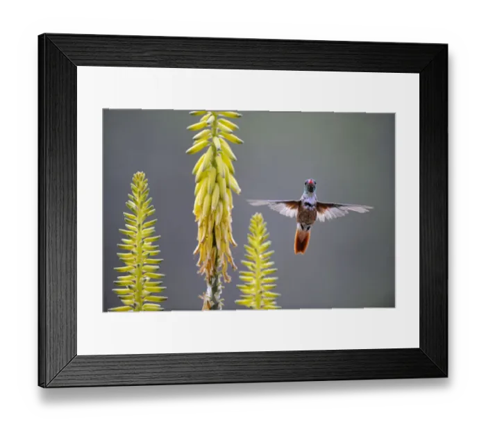 Framed Print : Amazilia hummingbird (Amazilia amazilia) flying to Agave flower to feed on it, Chaparri Framed Print : Amazilia hummingbird (Amazilia amazilia) flying to Agave flower to feed on it, Chaparri