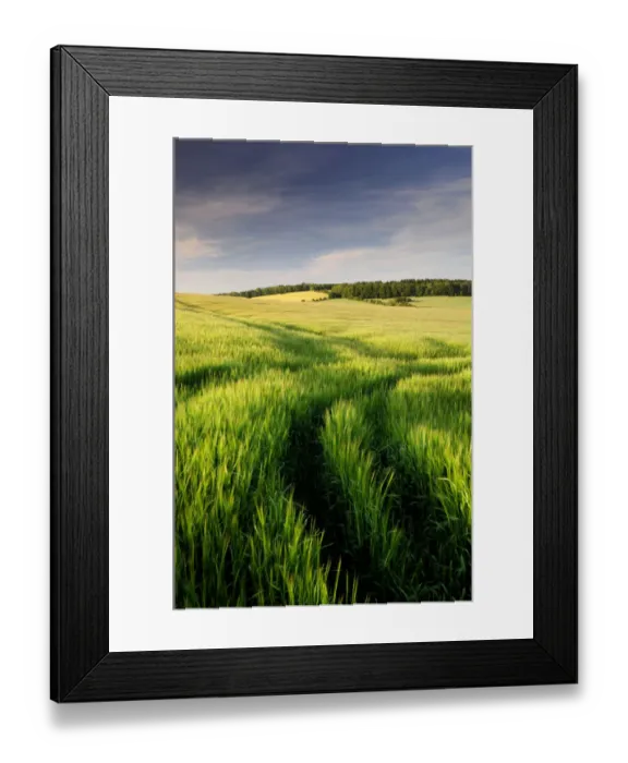 Framed Print : Barley field and view of countryside, Snowshill, Cotswolds, Gloucestershire, UK Framed Print : Barley field and view of countryside, Snowshill, Cotswolds, Gloucestershire, UK