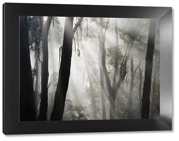 Morning fog in eucalypt forest, Great Otway National Park, Victoria, Australia