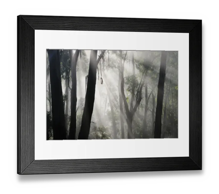 Framed Print : Morning fog in eucalypt forest, Great Otway National Park, Victoria, Australia Framed Print : Morning fog in eucalypt forest, Great Otway National Park, Victoria, Australia