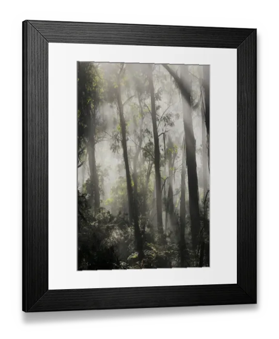 Framed Print : Morning fog in eucalypt forest, Great Otway National Park, Victoria, Australia Framed Print : Morning fog in eucalypt forest, Great Otway National Park, Victoria, Australia