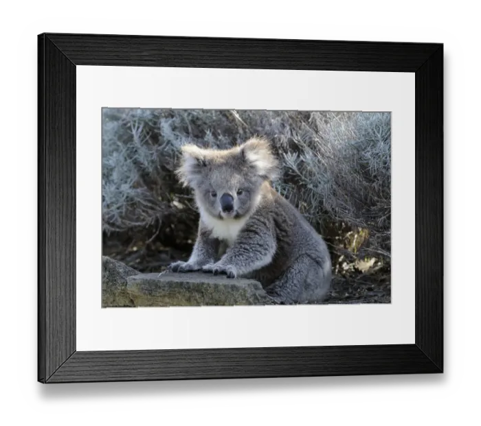 Framed Print : Koala (Phascolarctos cinereus) juvenile, sitting on the ground, Otway National Park Framed Print : Koala (Phascolarctos cinereus) juvenile, sitting on the ground, Otway National Park