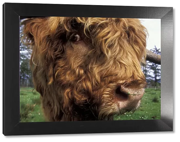Highland cow (Bos taurus) close up of head, Scotland, UK