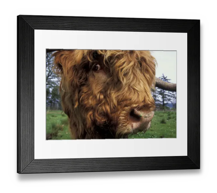 Framed Print : Highland cow (Bos taurus) close up of head, Scotland, UK Framed Print : Highland cow (Bos taurus) close up of head, Scotland, UK