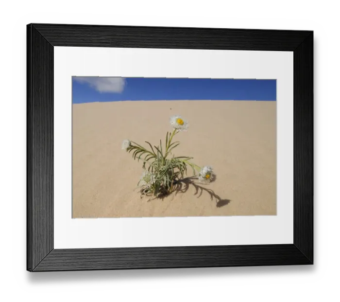 Framed Print : Poached egg daisy (Polycalymma stuartii) plant flowering on sand dune, Mungo National Park Framed Print : Poached egg daisy (Polycalymma stuartii) plant flowering on sand dune, Mungo National Park