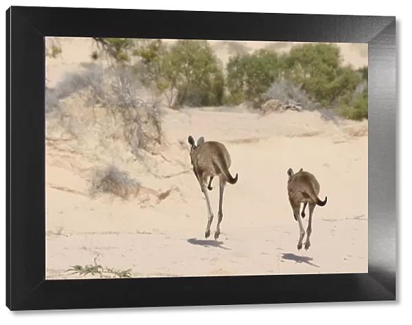 Western Grey Kangaroos (Macropus Fuliginosus) pair hopping away across sand dunes