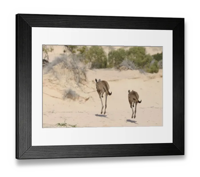 Framed Print : Western Grey Kangaroos (Macropus Fuliginosus) pair hopping away across sand dunes Framed Print : Western Grey Kangaroos (Macropus Fuliginosus) pair hopping away across sand dunes