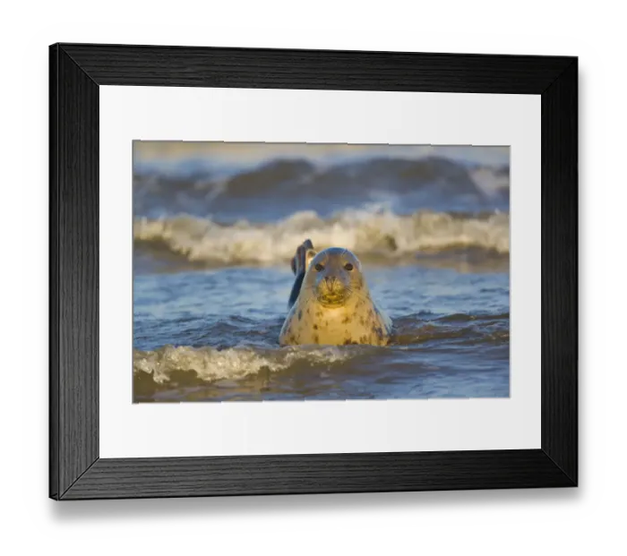 Framed Print : Grey seal {Halichoerus grypus} adult in surf, Donna Nock, Lincolnshire, UK Framed Print : Grey seal {Halichoerus grypus} adult in surf, Donna Nock, Lincolnshire, UK